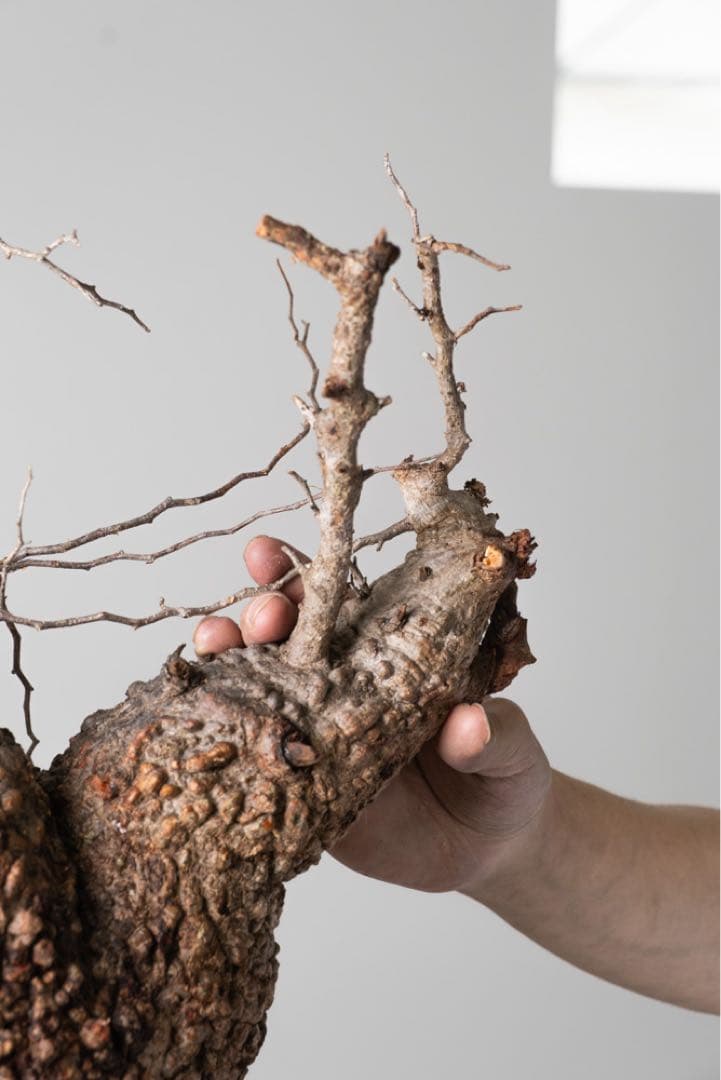 AP129 オペルクリカリア パキプス コーデックス ベアルート株