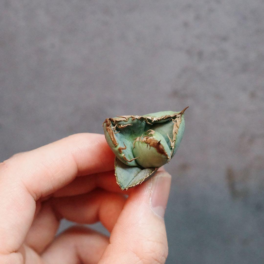 【コレクション子株】 アガベ　チタノタ　オテロイ　冰雹　ヒョウ　特選株