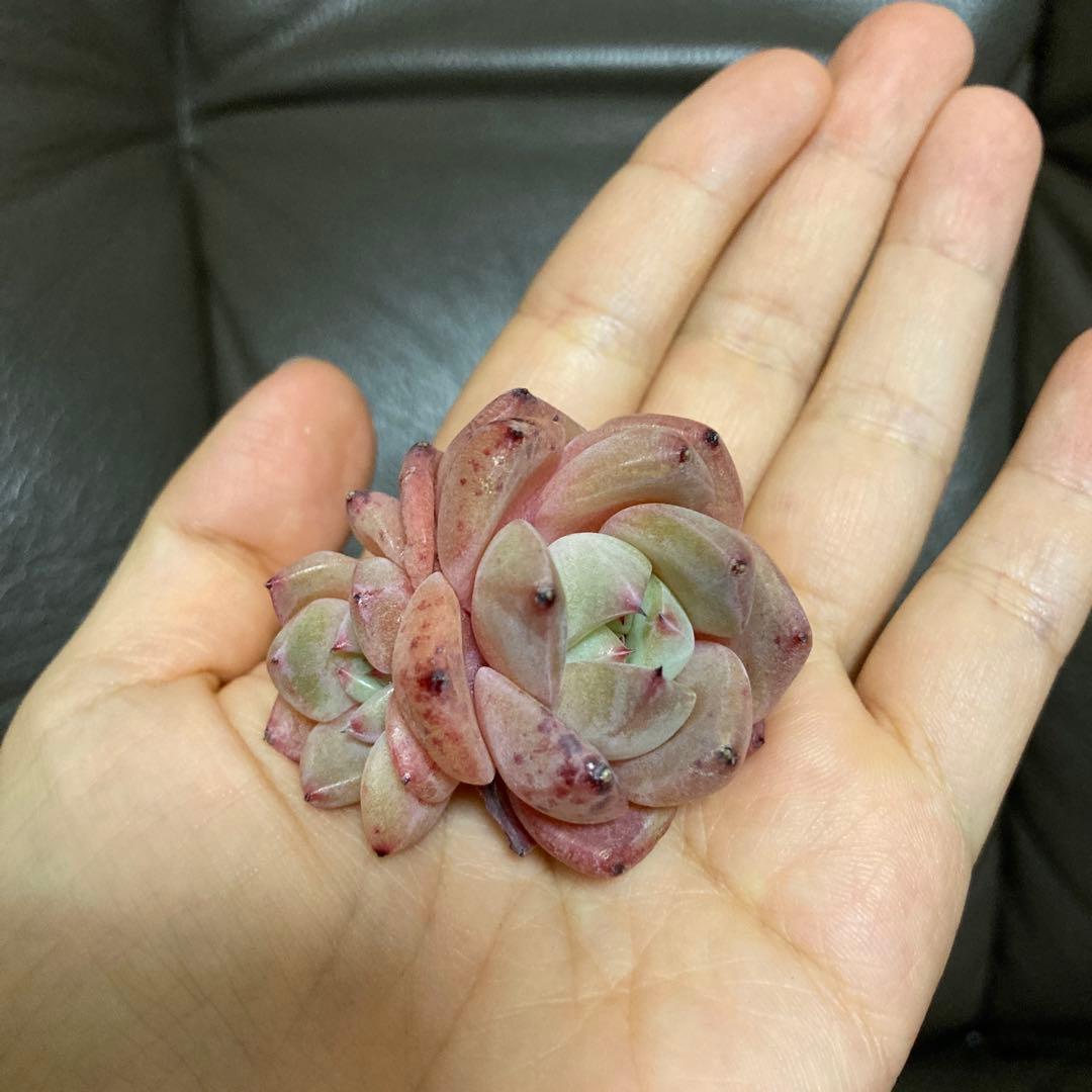 多肉植物　韓国苗　大量　200苗