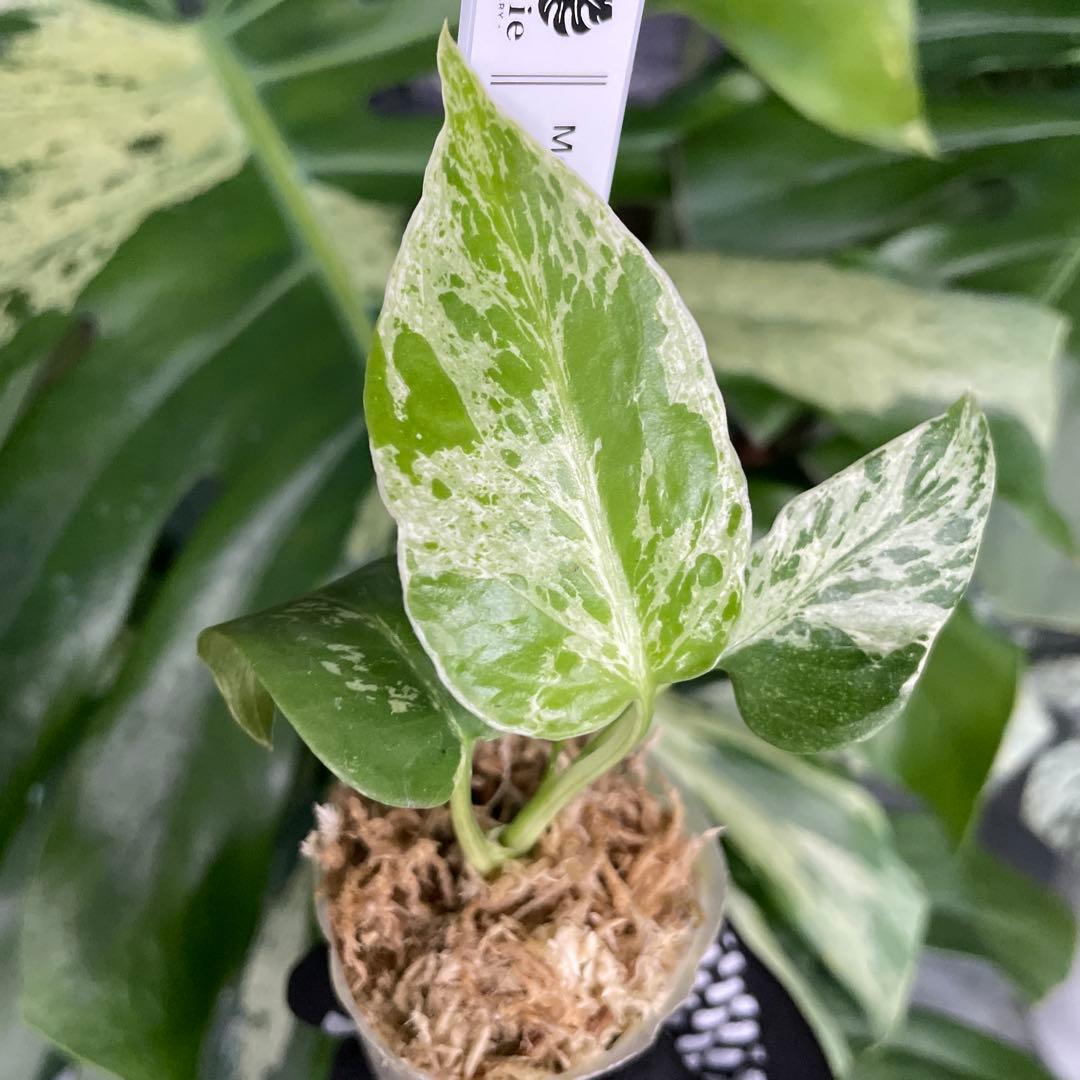 MB1 モンステラ　デリシオーサ　ベトシオーサ　2寸ポリポット　ネコポス発送
