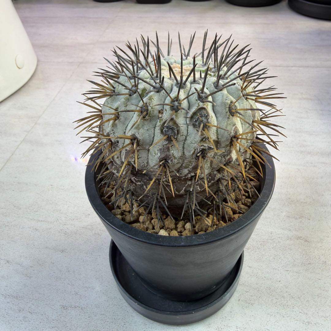 コピアポア　現地球