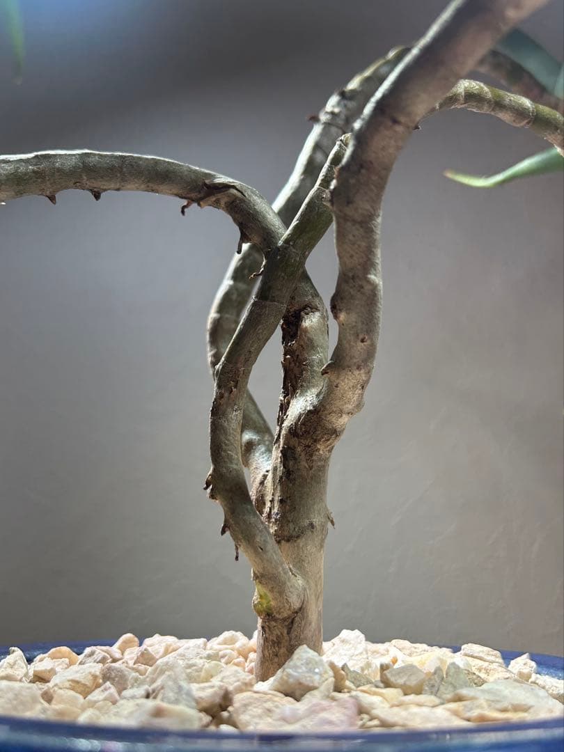 特大　アロエ　ストリアツラ　特殊樹形　陶器鉢のまま発送　ドライガーデン