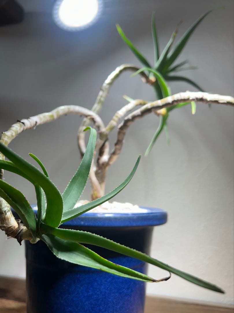 特大　アロエ　ストリアツラ　特殊樹形　陶器鉢のまま発送　ドライガーデン