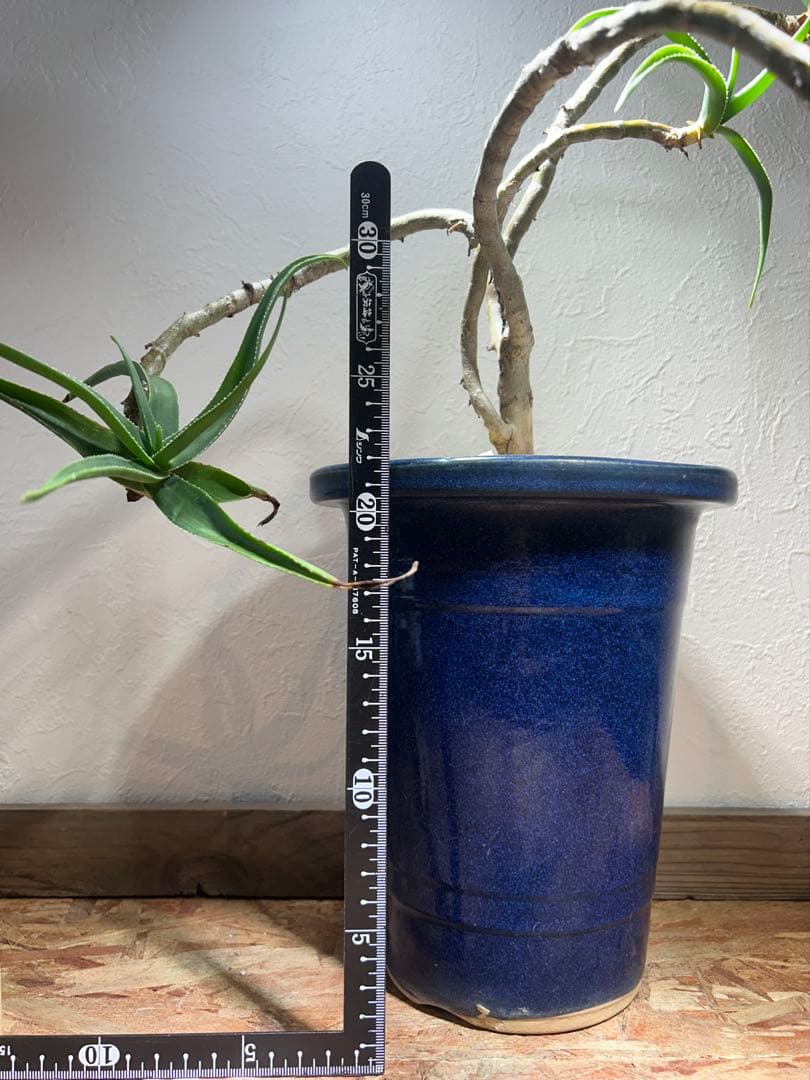 特大　アロエ　ストリアツラ　特殊樹形　陶器鉢のまま発送　ドライガーデン