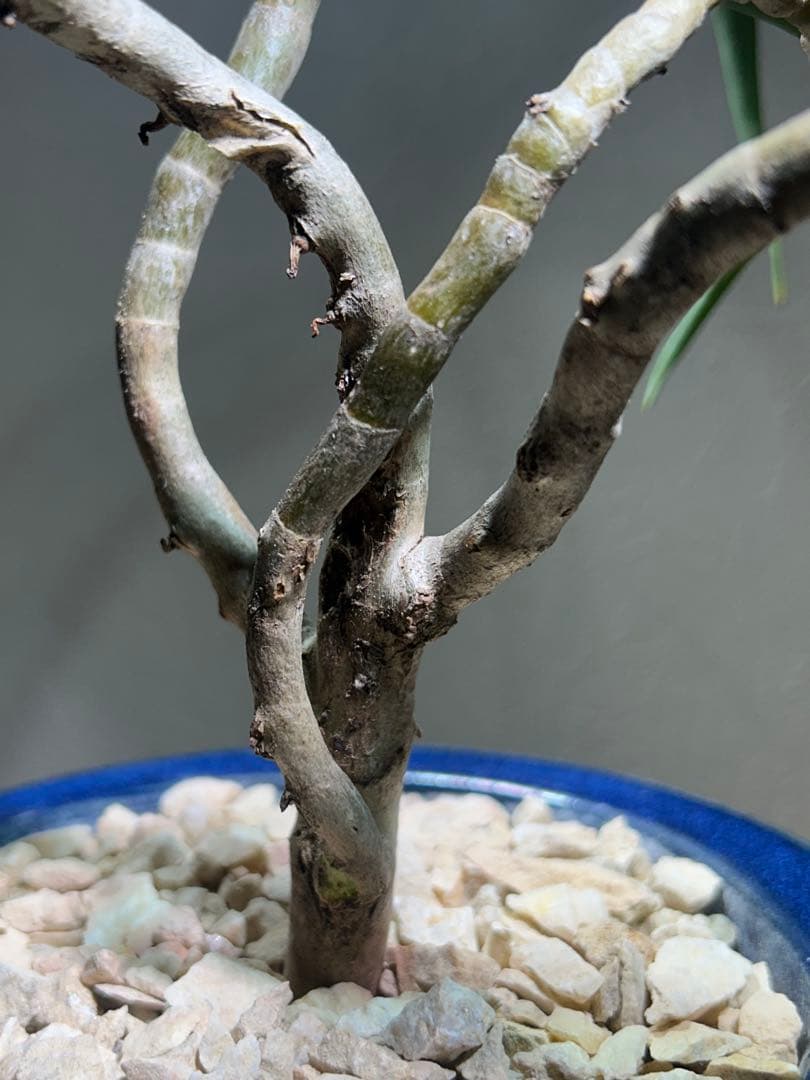 特大　アロエ　ストリアツラ　特殊樹形　陶器鉢のまま発送　ドライガーデン