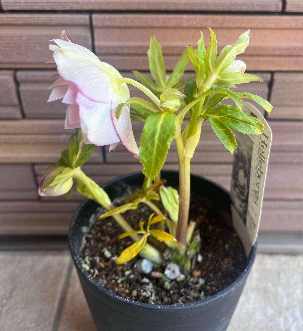 広瀬園芸 クリスマスローズ ピンクグラデーションdd