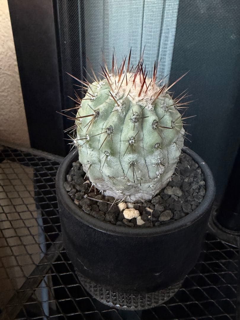 白棘黒王丸　現地株カキコ自根　コピアポア