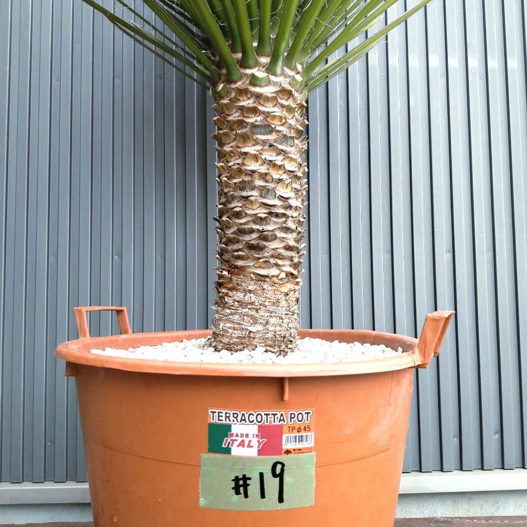 #19 ユッカフィリフェラ（Yucca Filifera） 発根済 美株