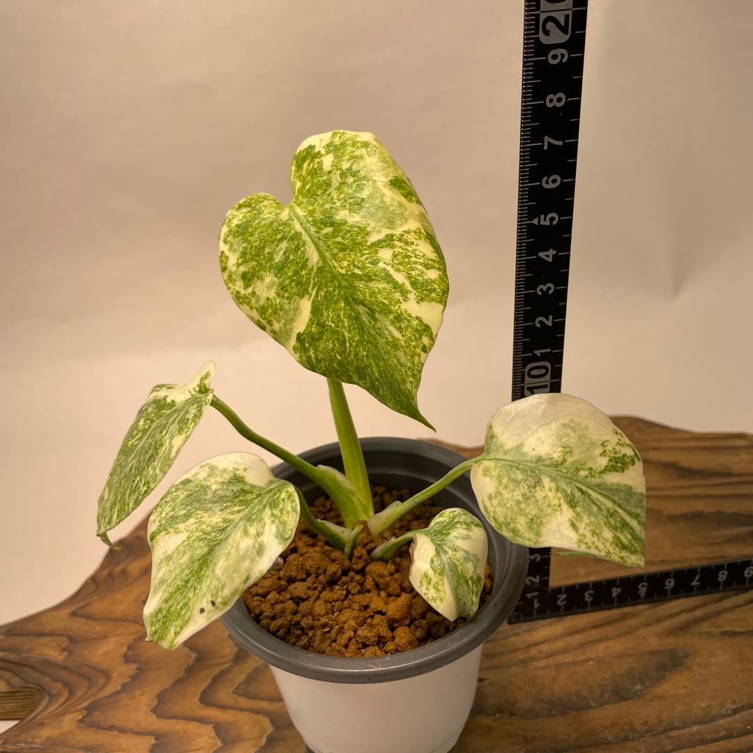 ク*ア様 L040モンステラ　デリシオーサ　レガシー　斑入り