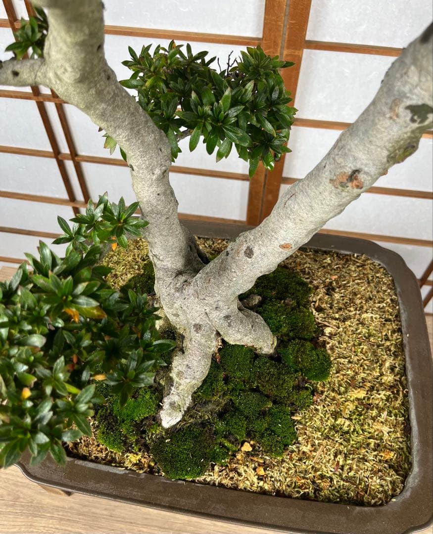 【皐月(さつき)】 \"緋光琳(ひこうりん)\" 盆栽 素材