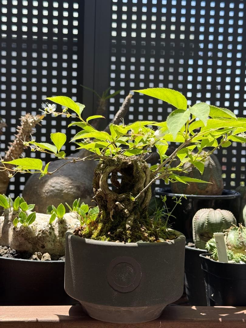 空木(ウツギ) 盆栽　QUTOTEN鉢