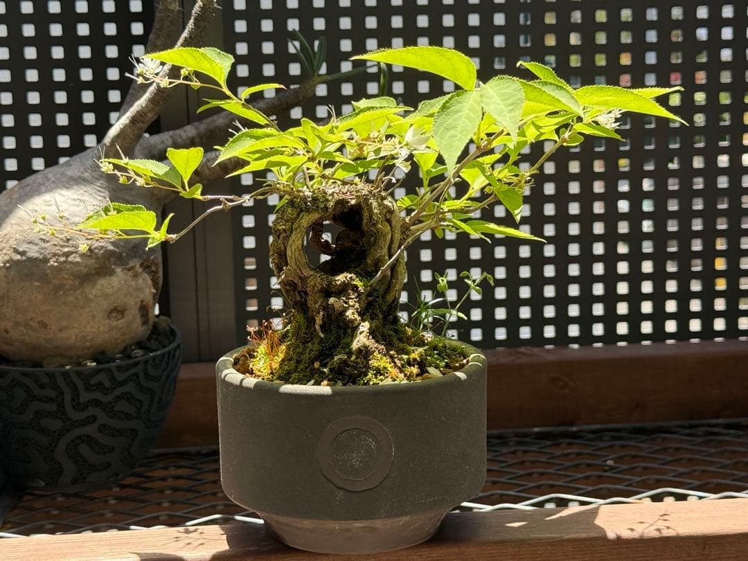 空木(ウツギ) 盆栽　QUTOTEN鉢