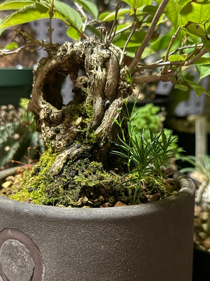空木(ウツギ) 盆栽　QUTOTEN鉢