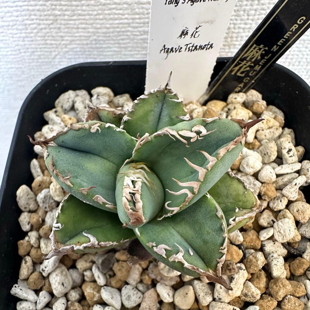 アガベ　チタノタ オテロイ　麻花　マーファ