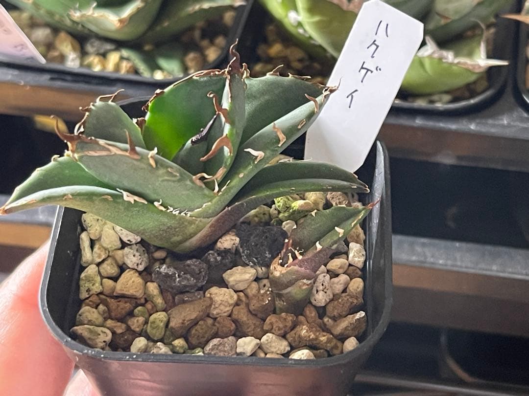 アガベ　オテロイ　白鯨　プレステラ120深