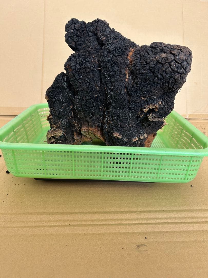 【北海道産】カバノアナタケ2キロ