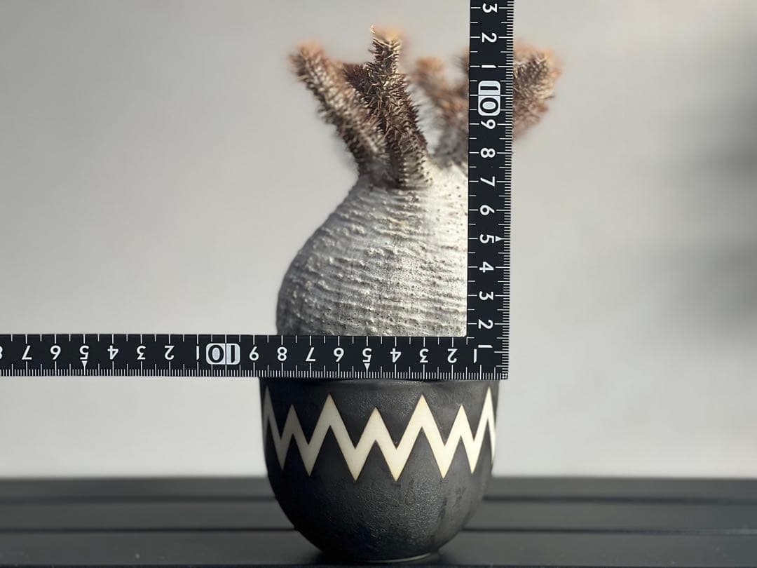 【tomi様】【休眠中】パキポディウム・グラキリス 現地球 VALIEM⑤