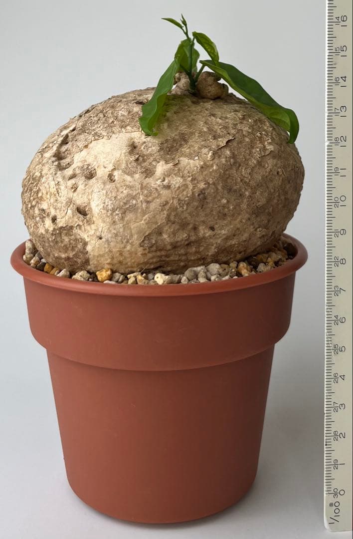 【激レア/大株/塊根植物】アデニア ペナンギアナ 鉢植え