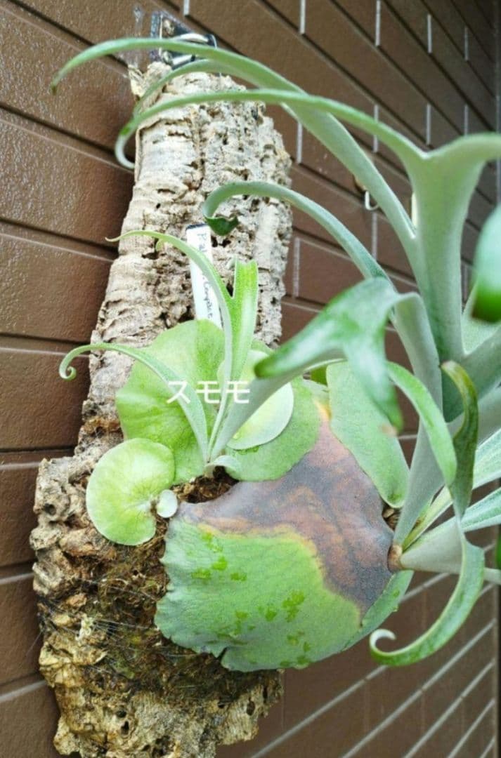 alcicorne compact (oc) 株分 アルマダドワーフ　ビカクシダ