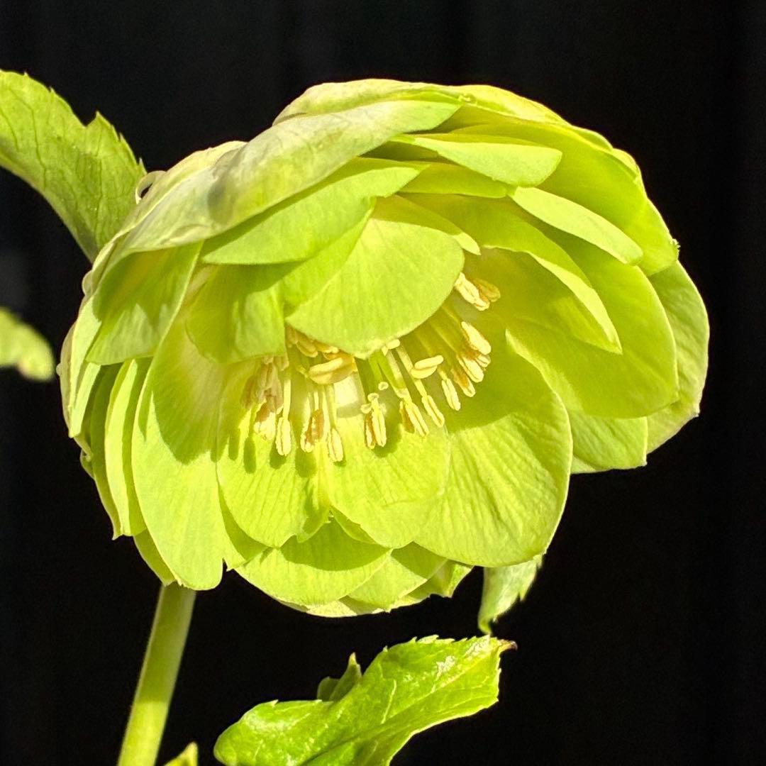 i*u様 3436☘️花タグ付☘️鶯利休⭐️しっかりカラー⭐️コロコロカップ⭐️