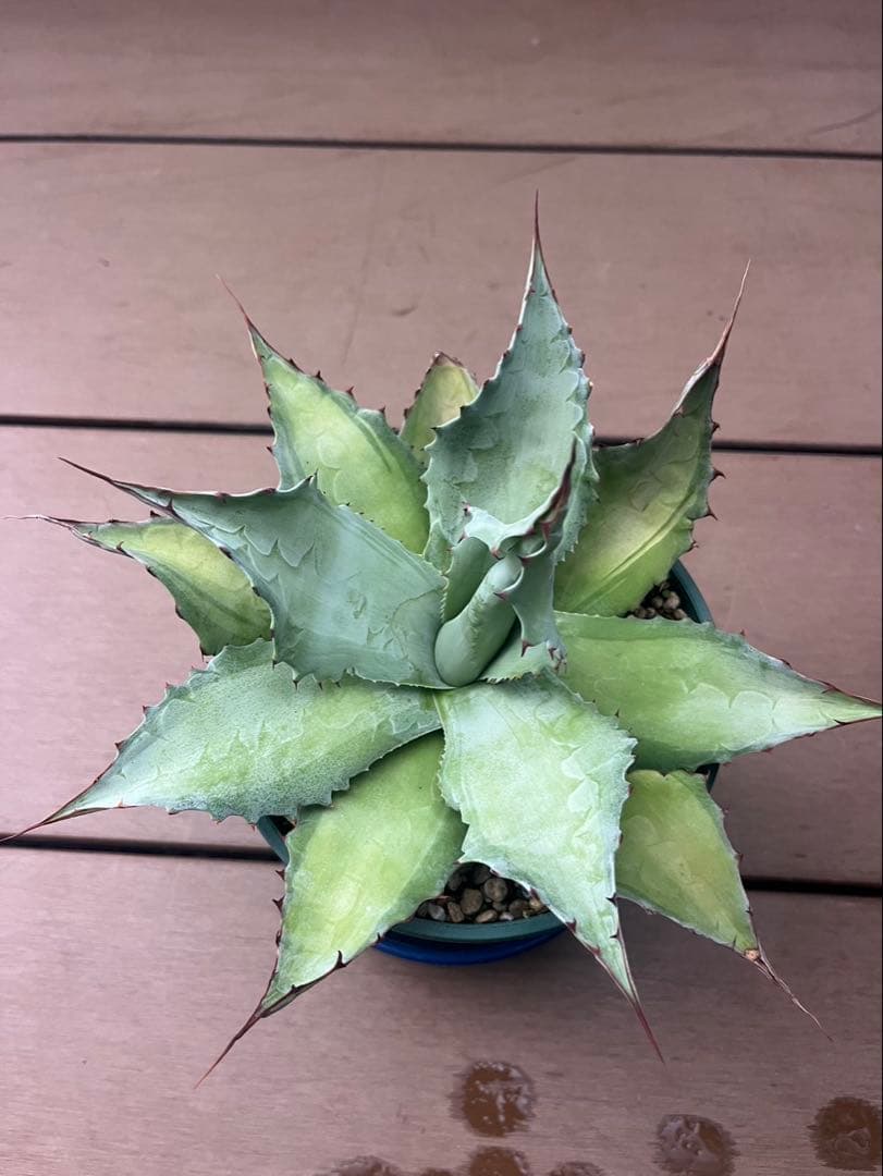 アガベ　オバティフォリア　アビス　中斑