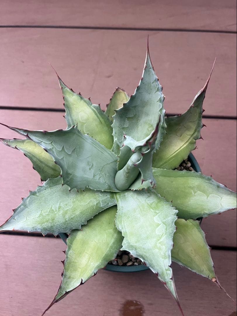 アガベ　オバティフォリア　アビス　中斑