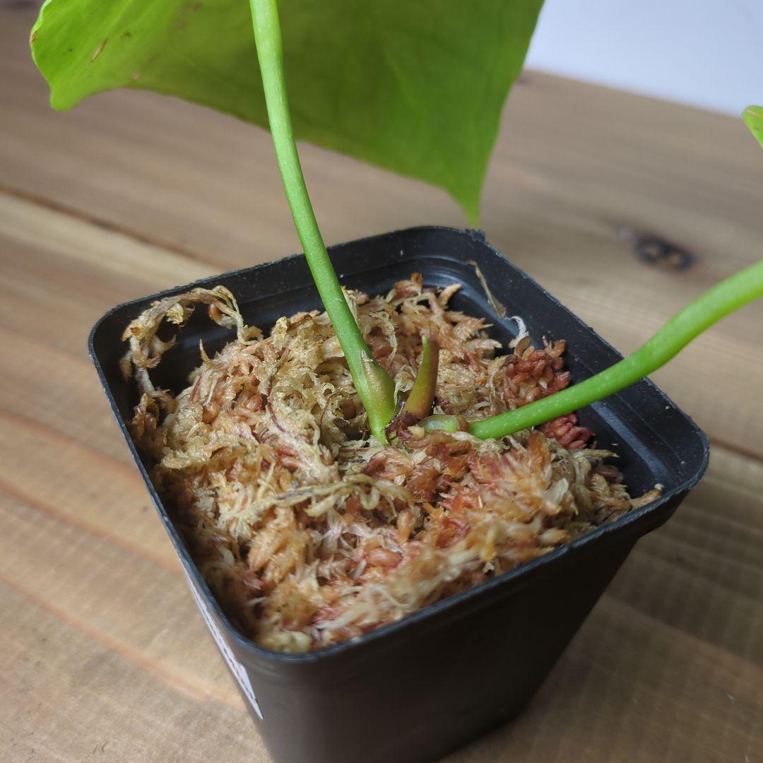 Anthurium Aos×crystalinum Mint