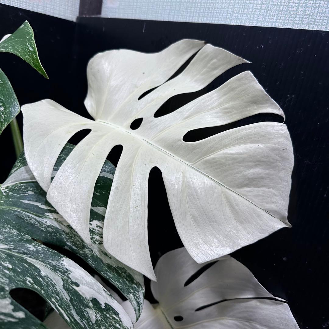 ロ*ン様 斑入りモンステラ ホワイトタイガー極美大株61cm白斑多