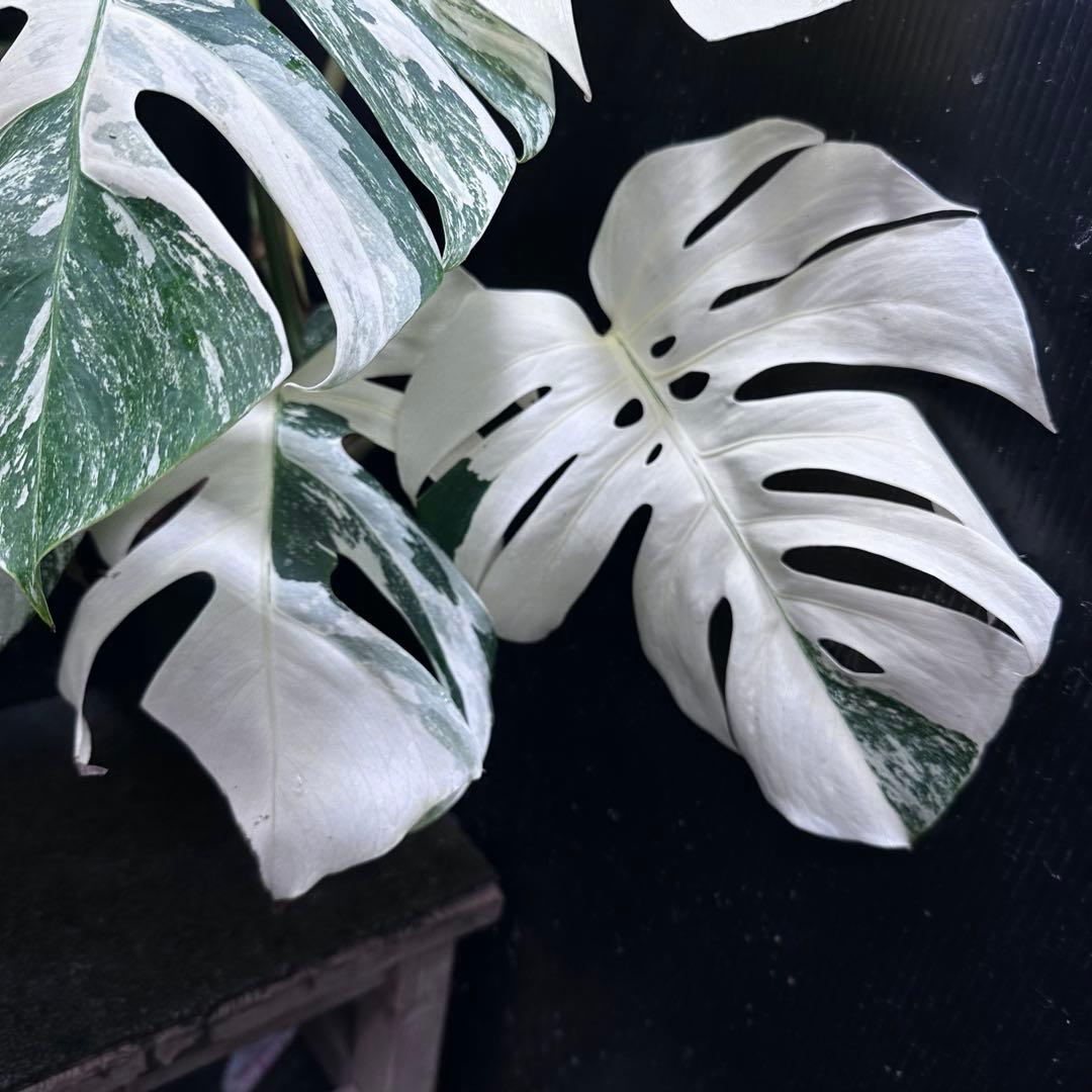 ロ*ン様 斑入りモンステラ ホワイトタイガー極美大株61cm白斑多