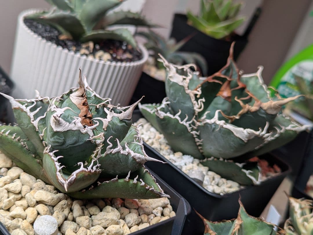 チタノタ「悪魔くん」強烈うねうね 発根活着済 鉢・タグごと発送