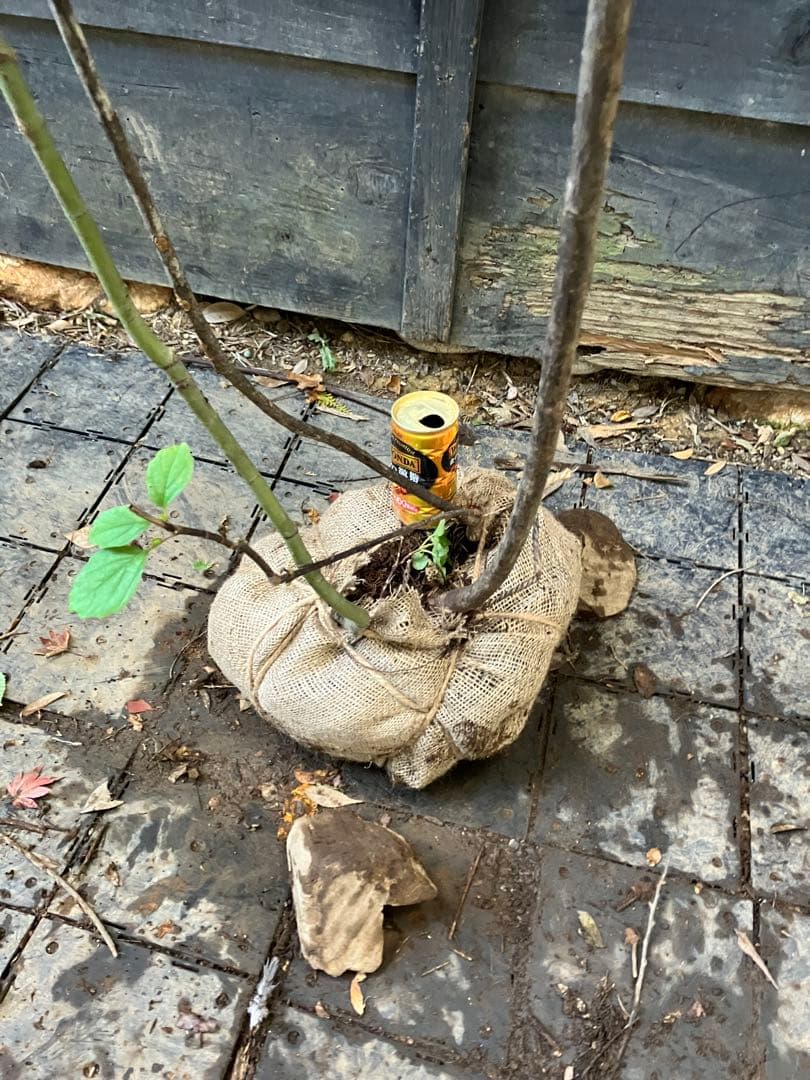2 山採り　コハウチワカエデ ミヤマガマズミ　混合株
