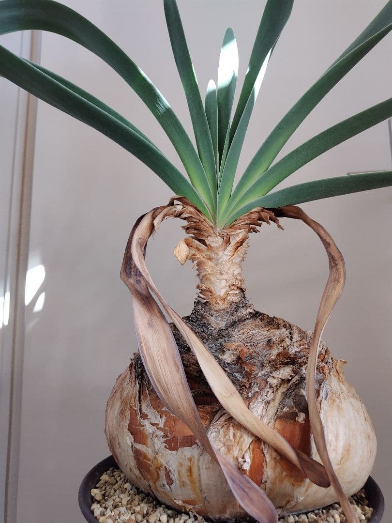 【発根済】ブーファン　ハエマンソイデス