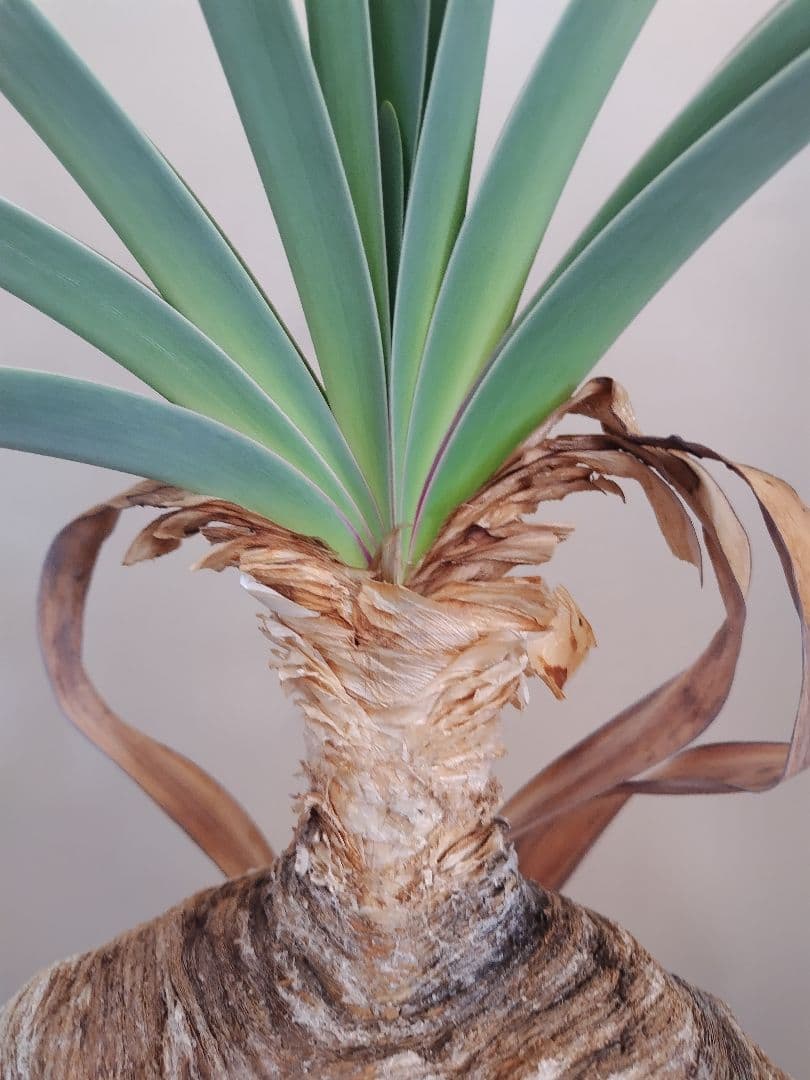 【発根済】ブーファン　ハエマンソイデス