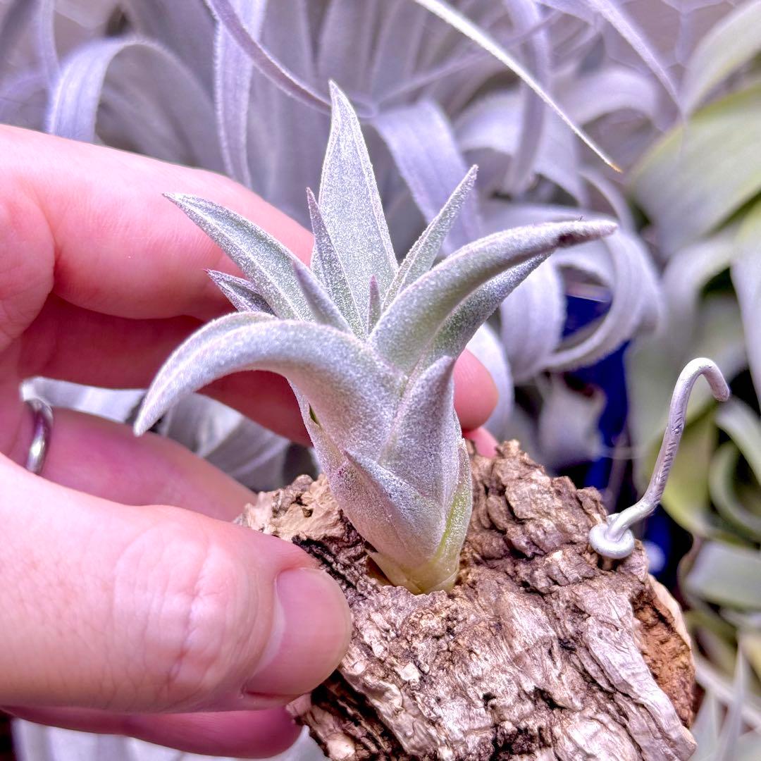 ケ*ン様 T. ehlersiana x chiapensis