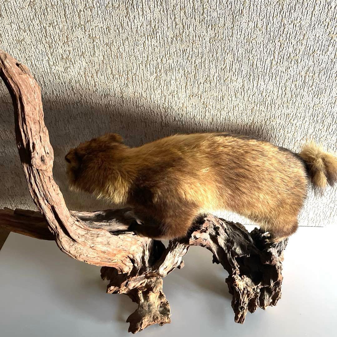 『美品』タヌキ剥製 木製　流木台座付き