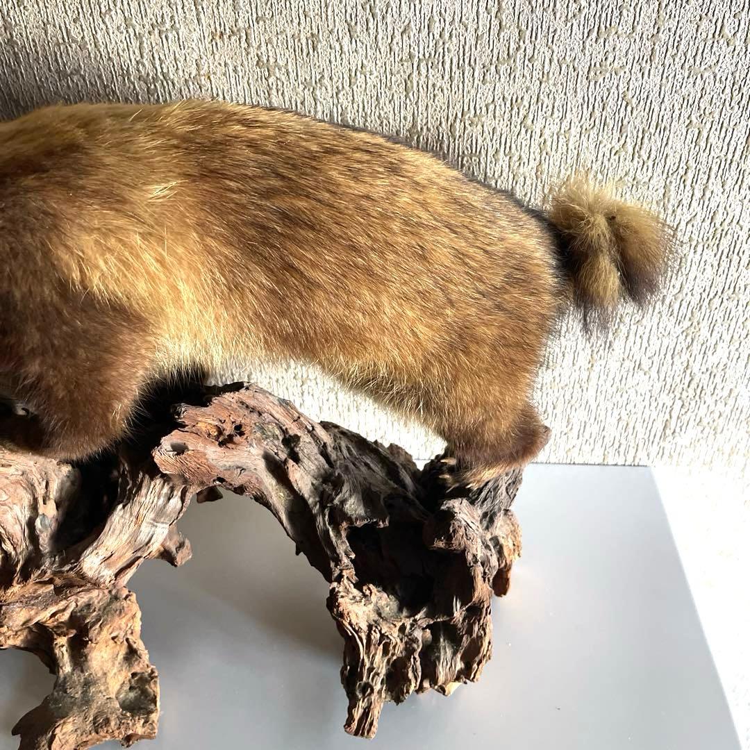 『美品』タヌキ剥製 木製　流木台座付き