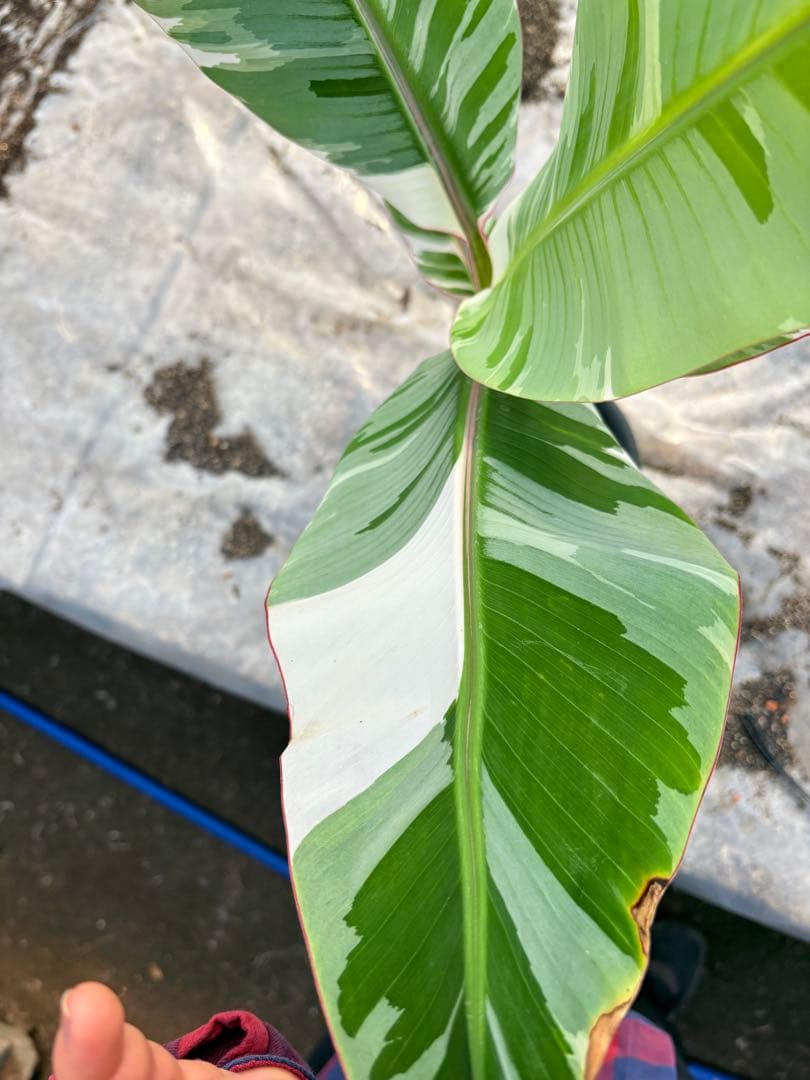 バナナ斑入り　アエアエ　美株②