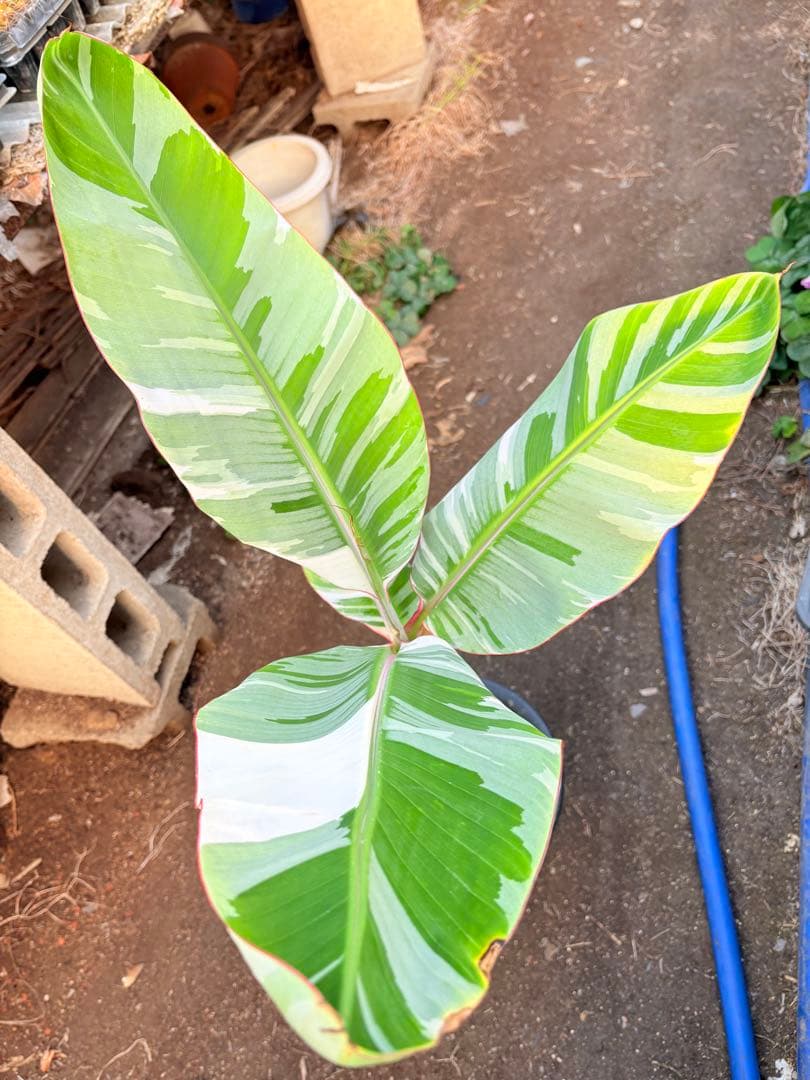 バナナ斑入り　アエアエ　美株②