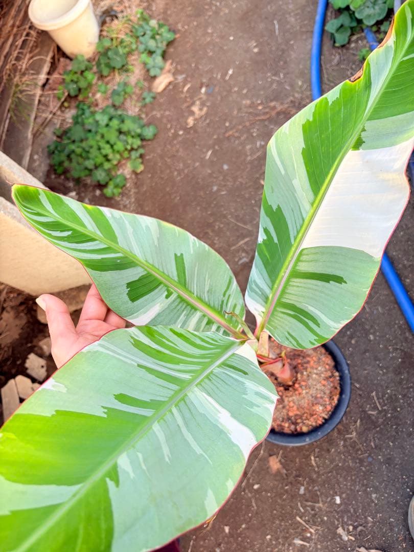 バナナ斑入り　アエアエ　美株②