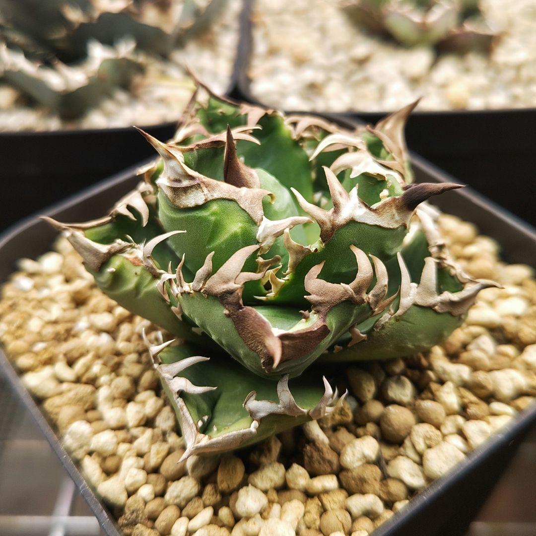 アガベ　チタノタ　クラウン　皇冠　親株