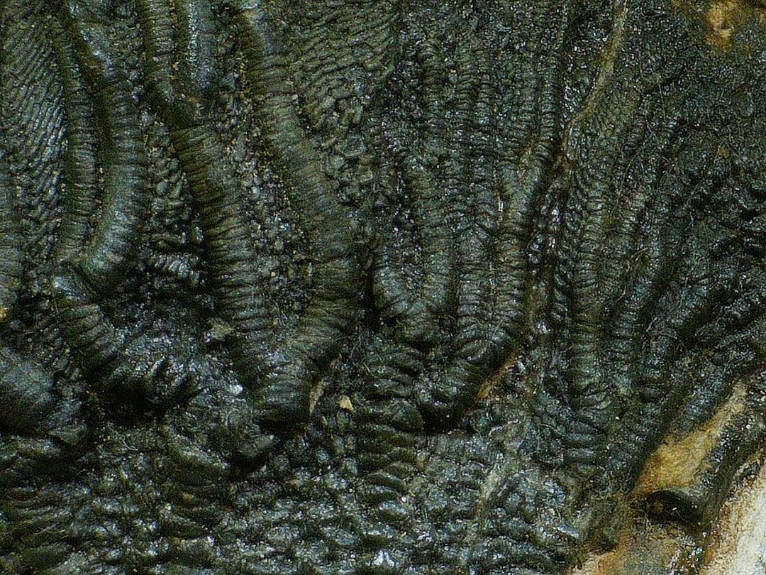 ウミユリ 化石 棘皮動物 重さ682 g 大きさ 約18x16 cm モロッコ産