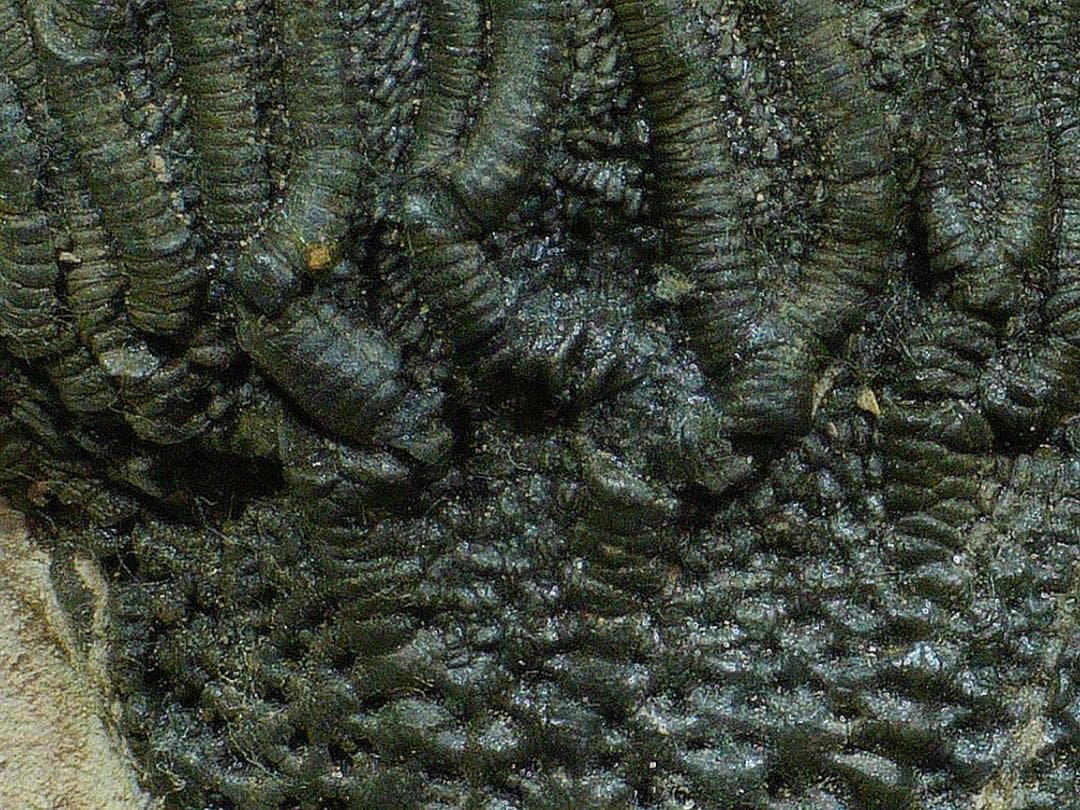 ウミユリ 化石 棘皮動物 重さ682 g 大きさ 約18x16 cm モロッコ産