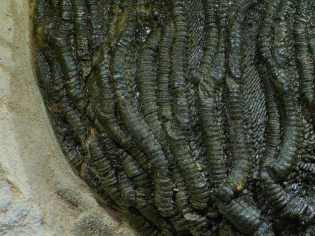 ウミユリ 化石 棘皮動物 重さ682 g 大きさ 約18x16 cm モロッコ産