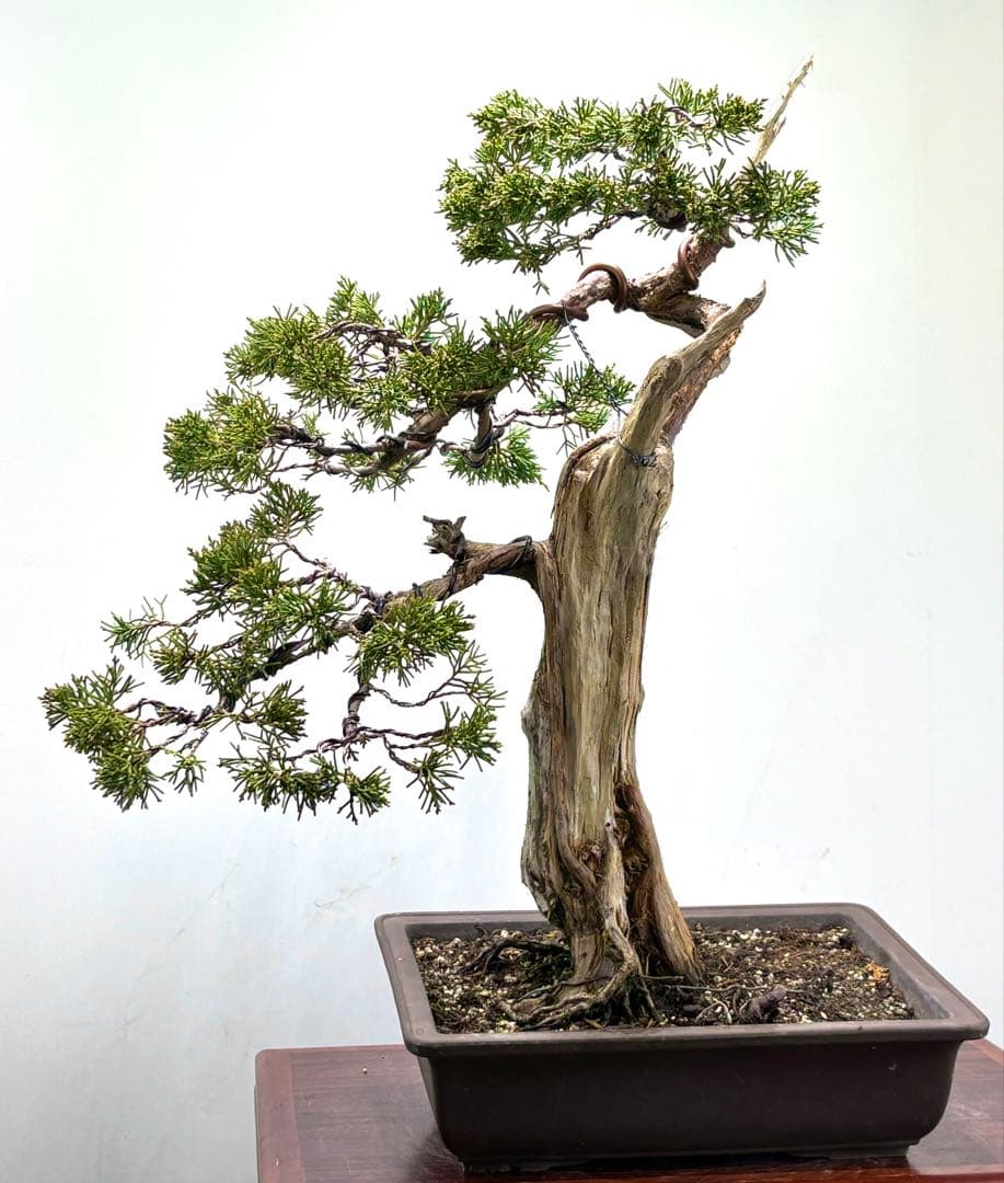 C*8様 真柏盆栽【オークション】