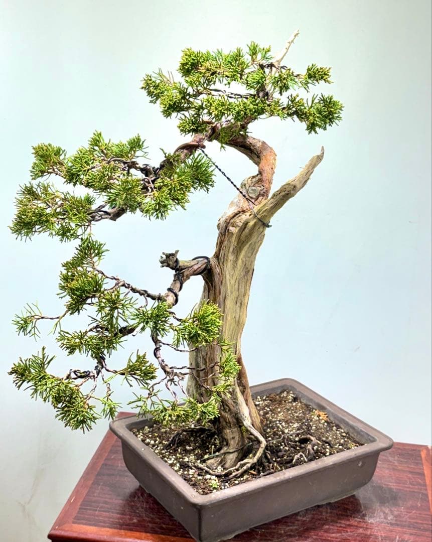 C*8様 真柏盆栽【オークション】