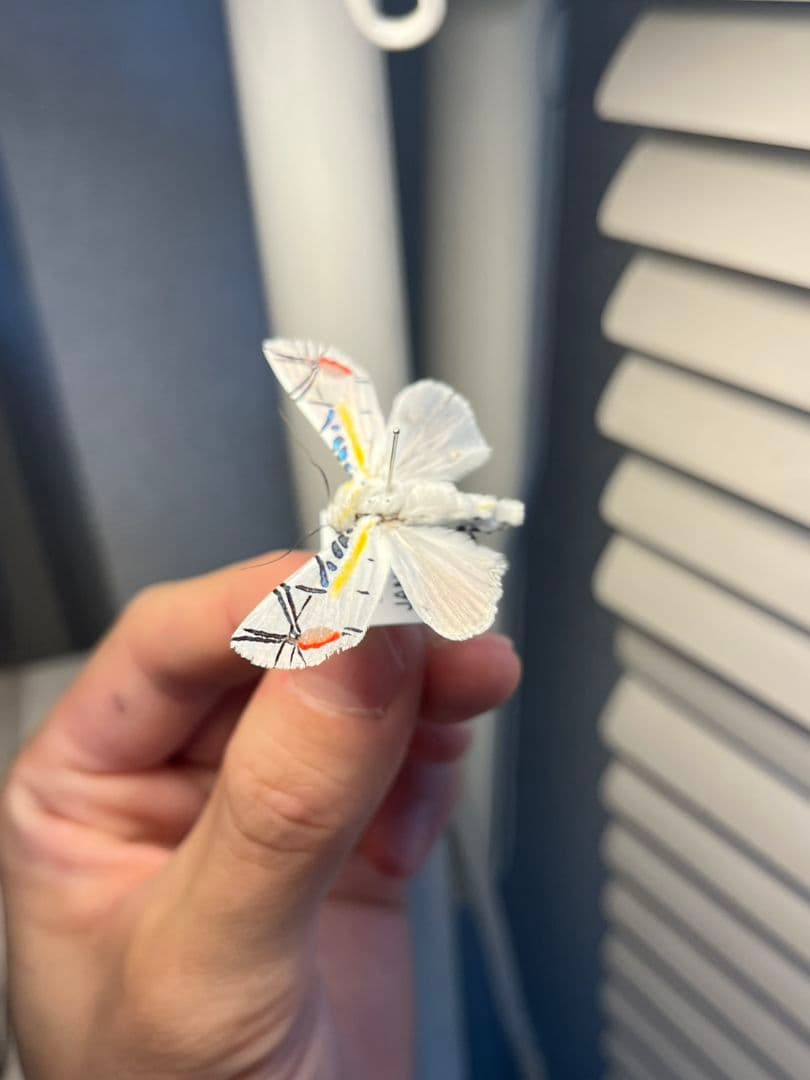 【LAST個体】ピカソモスタナバタユタカヤガ蛾ルナモスミズアオモルフォチョウアゲ