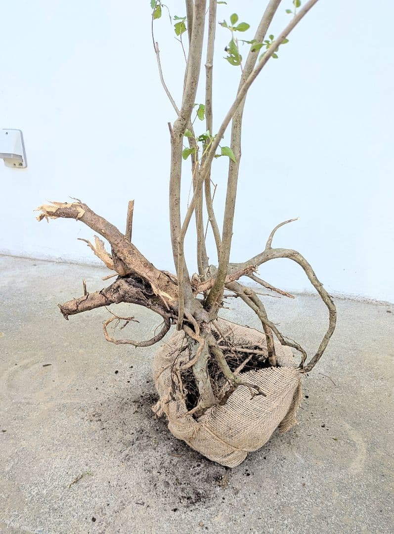 神秘。山採りミツバツツジ。