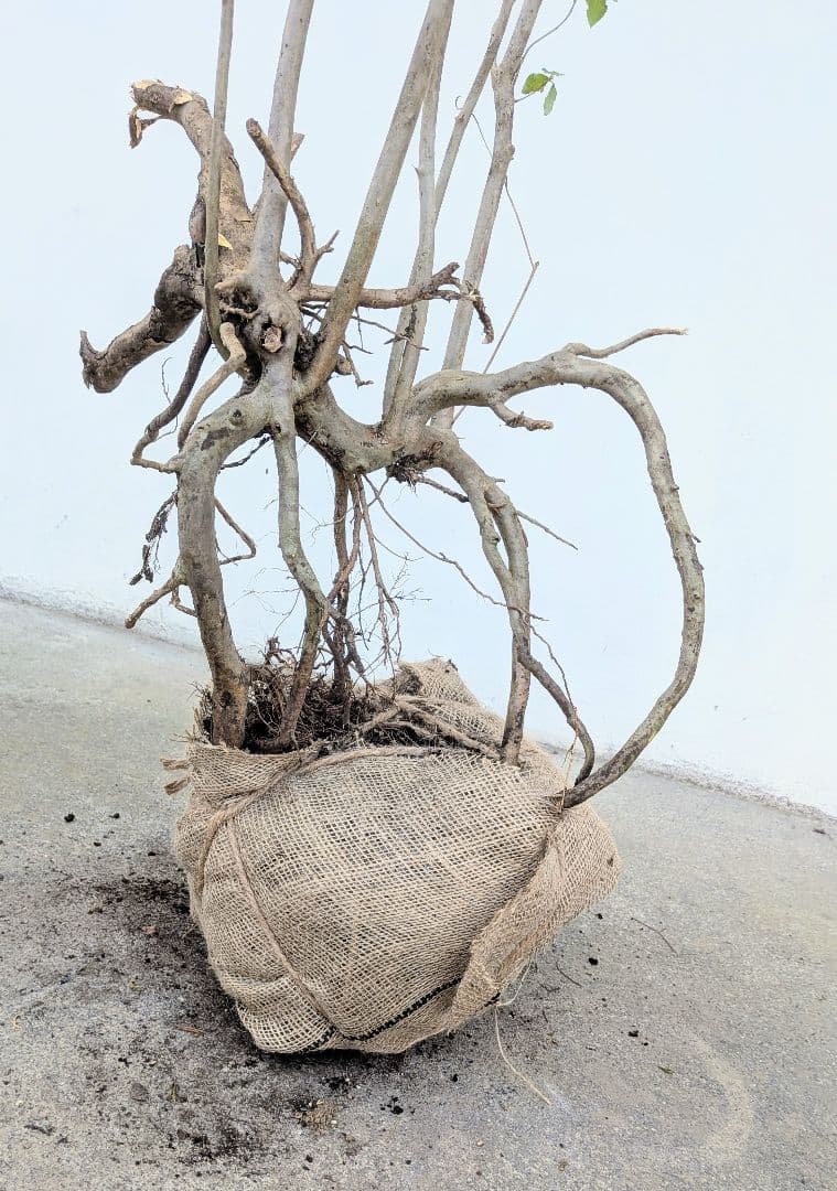 神秘。山採りミツバツツジ。