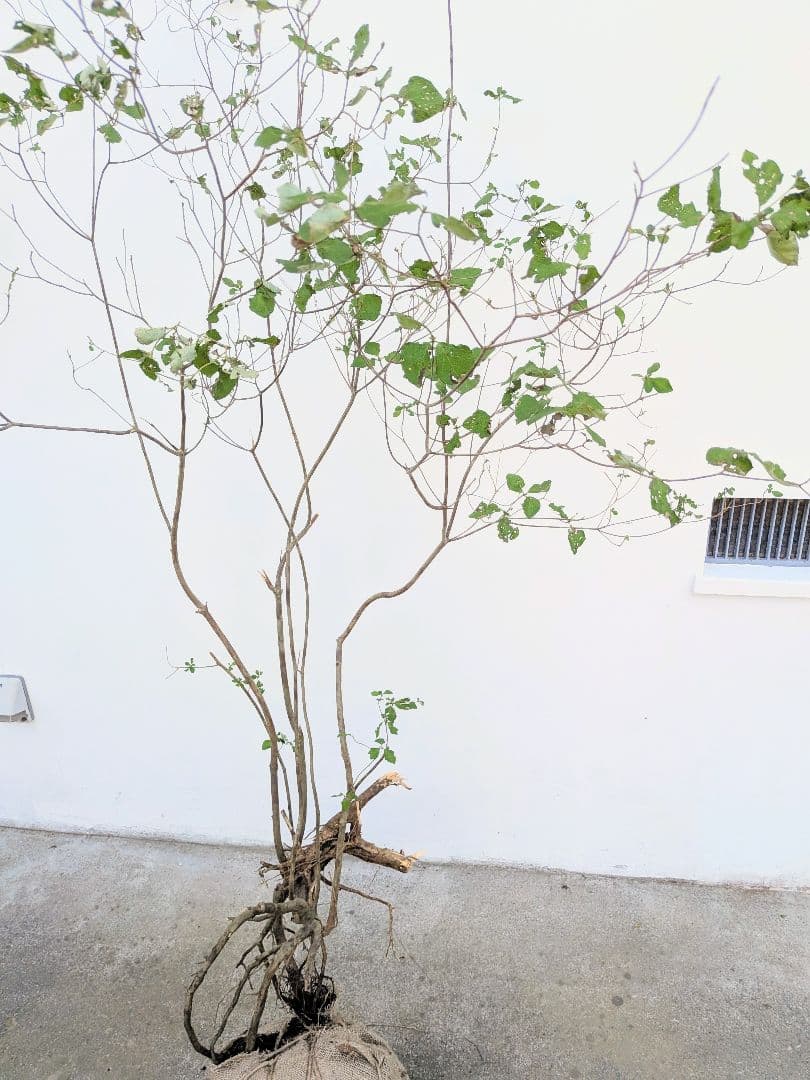 神秘。山採りミツバツツジ。