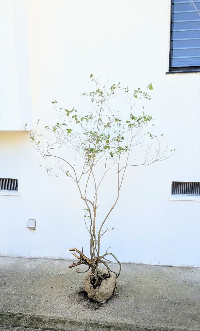 神秘。山採りミツバツツジ。